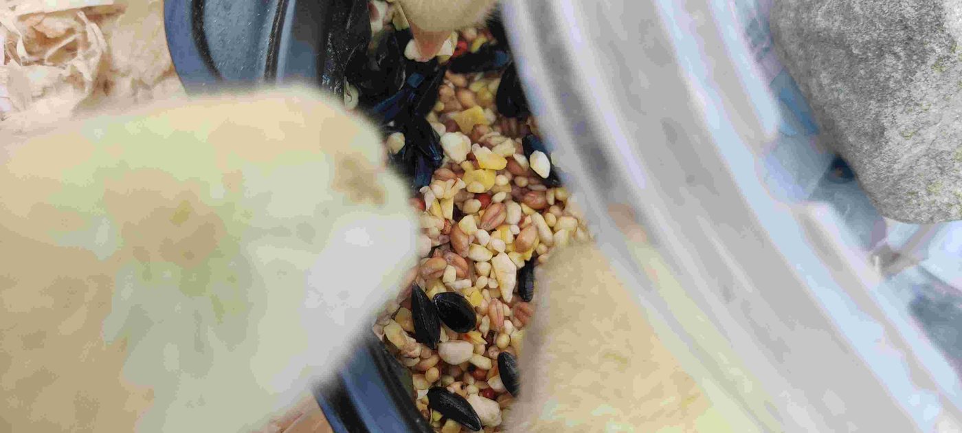 Pastured chicken project photo
