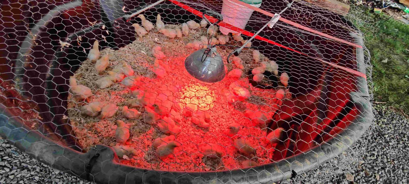 Pastured chicken project photo