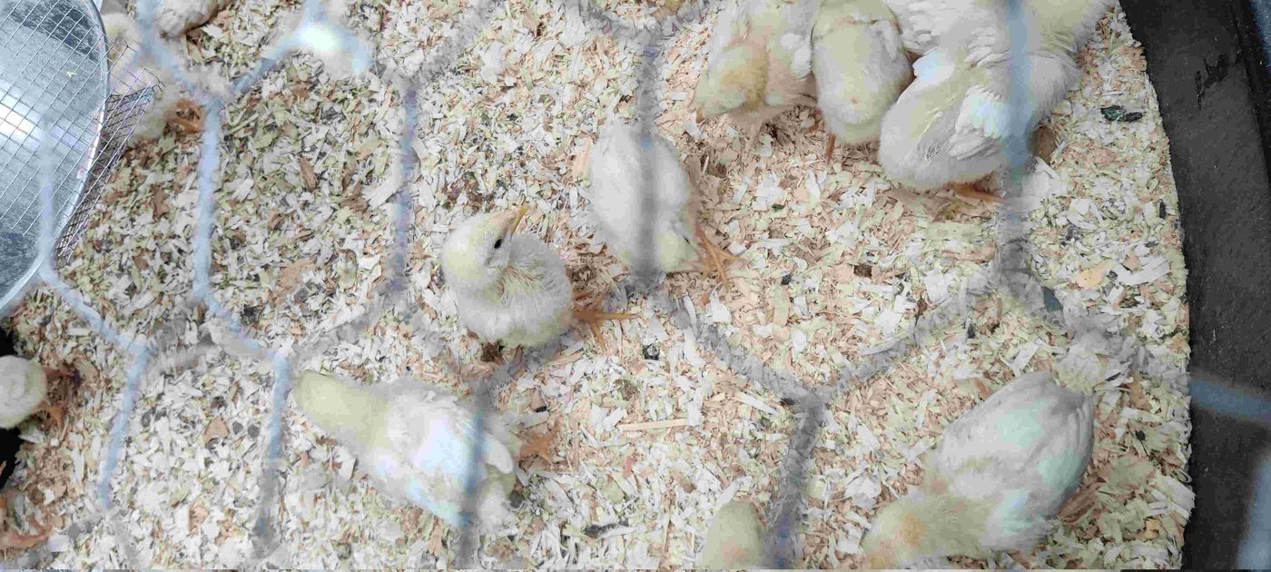 Pastured chicken project photo