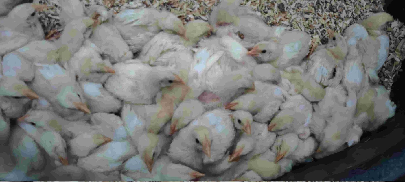 Pastured chicken project photo