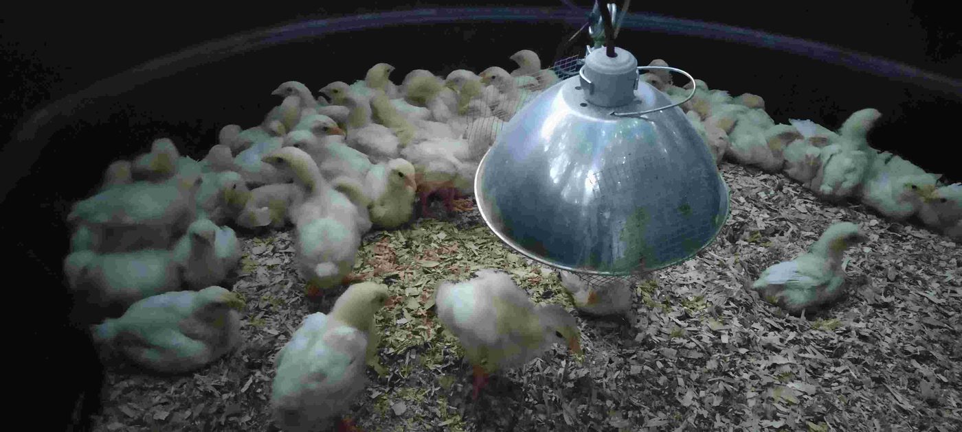 Pastured chicken project photo