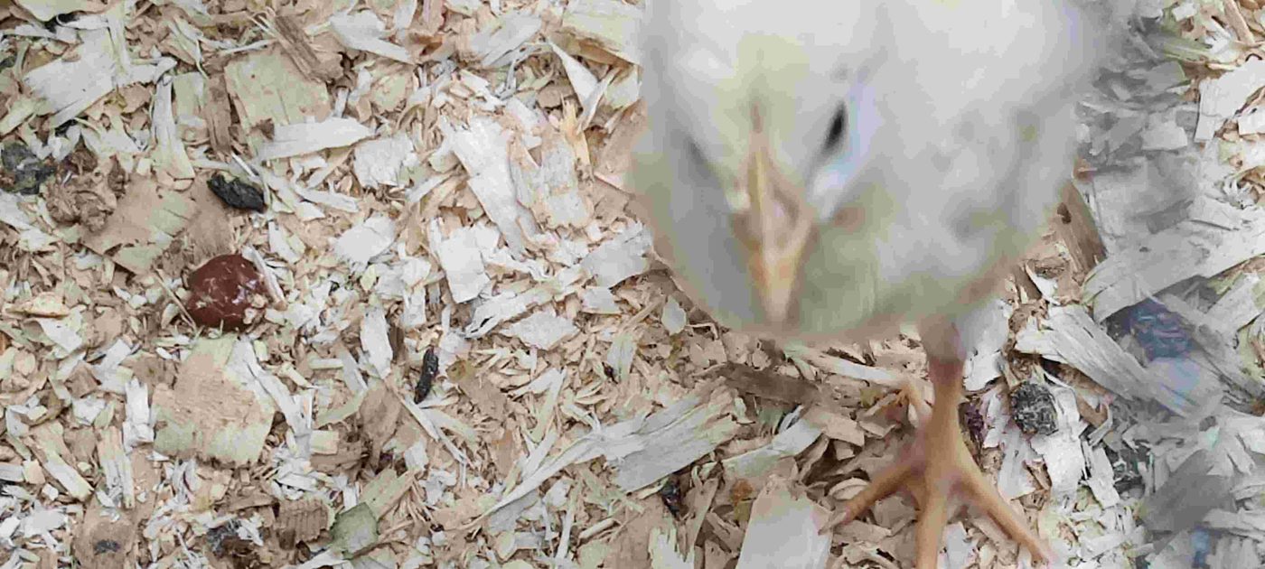 Pastured chicken project photo