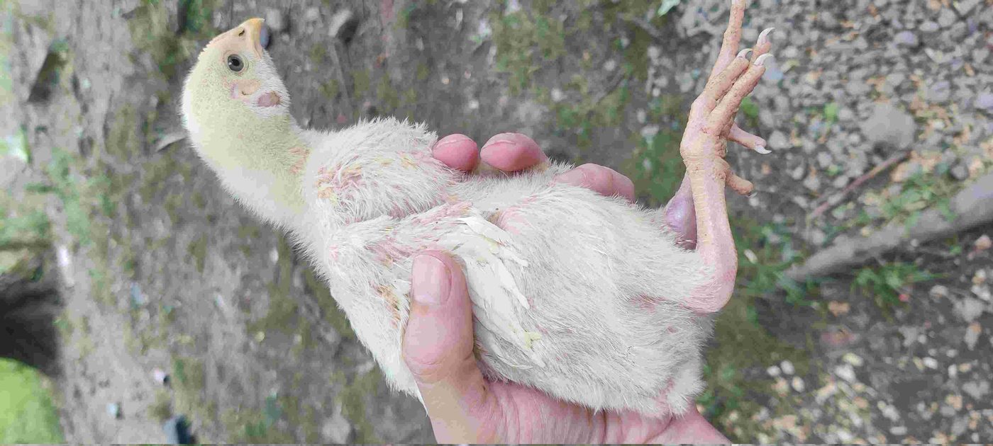 Pastured chicken project photo