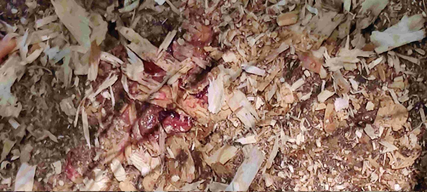 Pastured chicken project photo