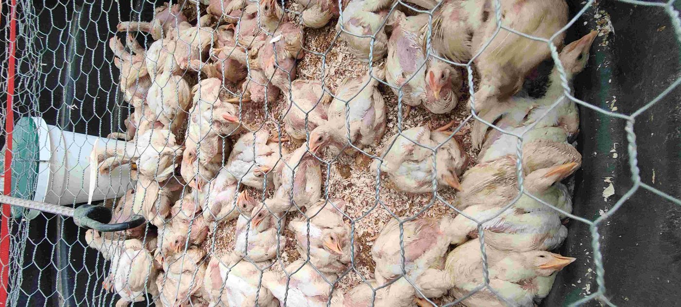 Pastured chicken project photo