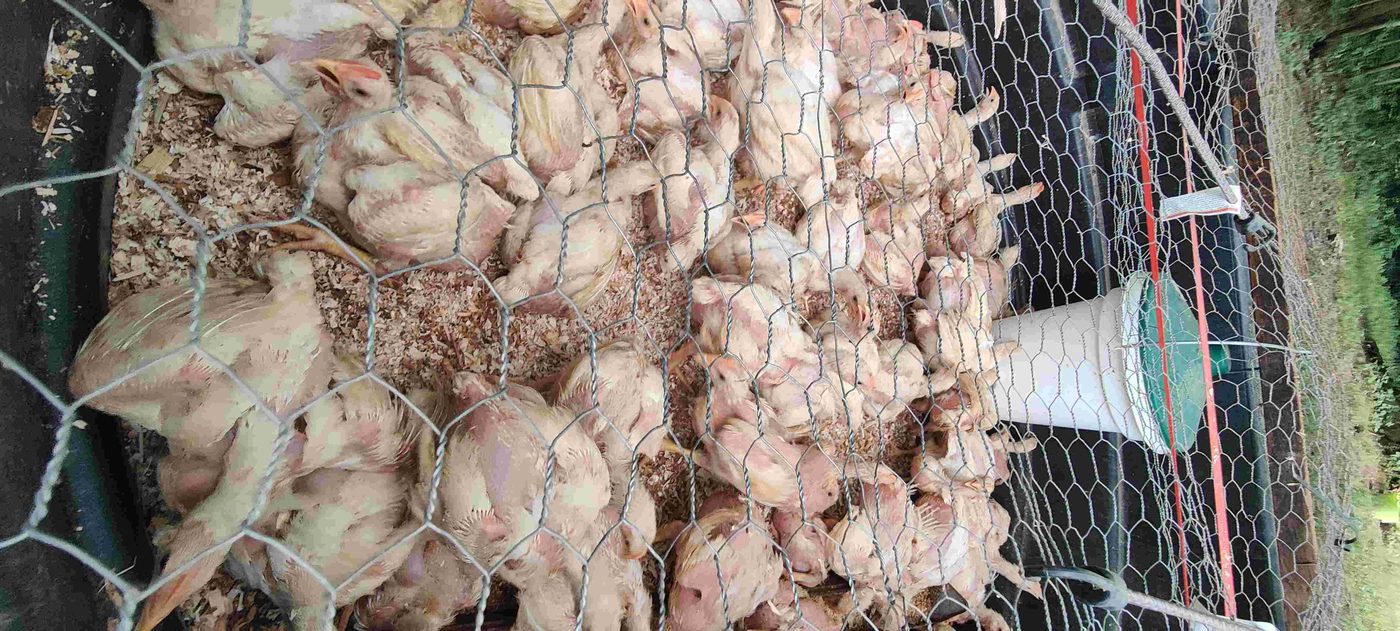 Pastured chicken project photo