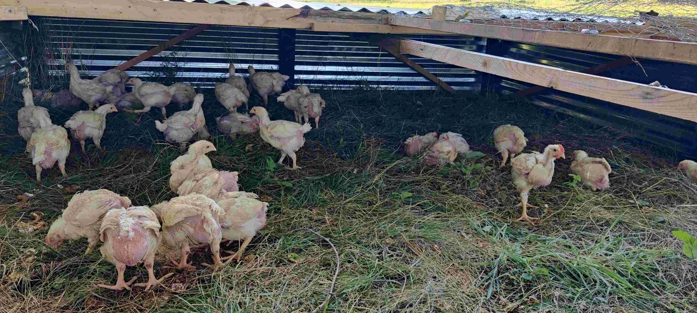 Pastured chicken project photo