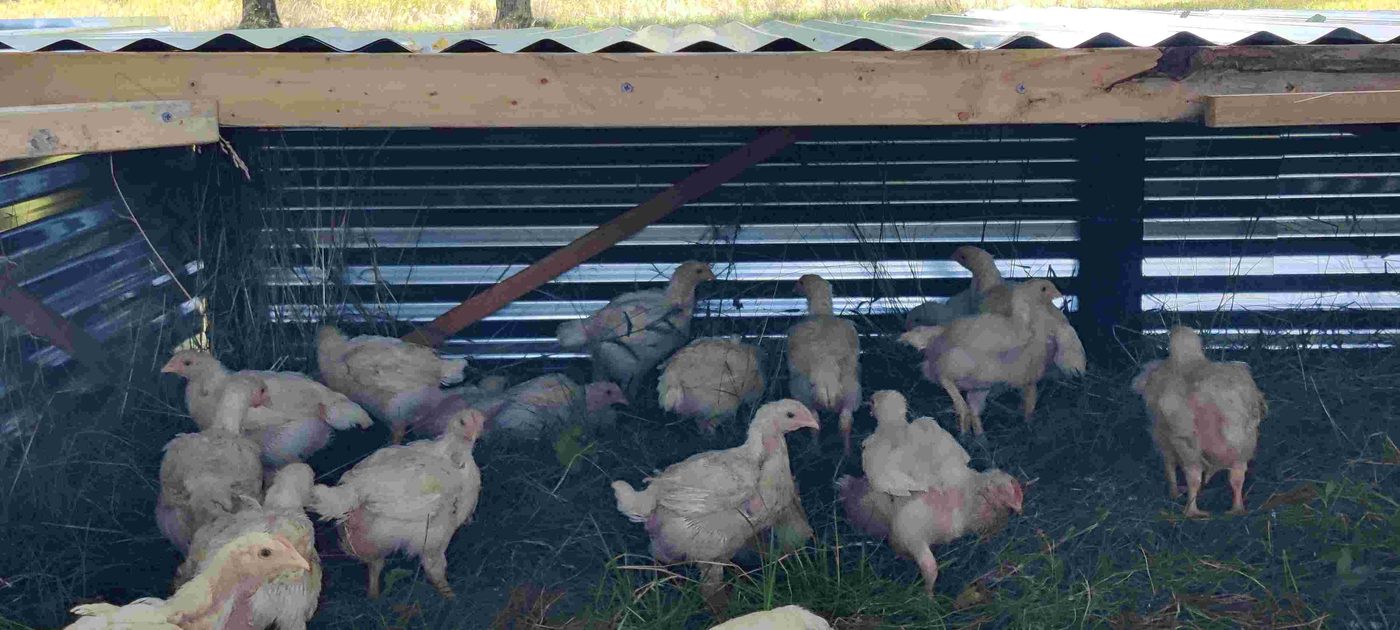 Pastured chicken project photo