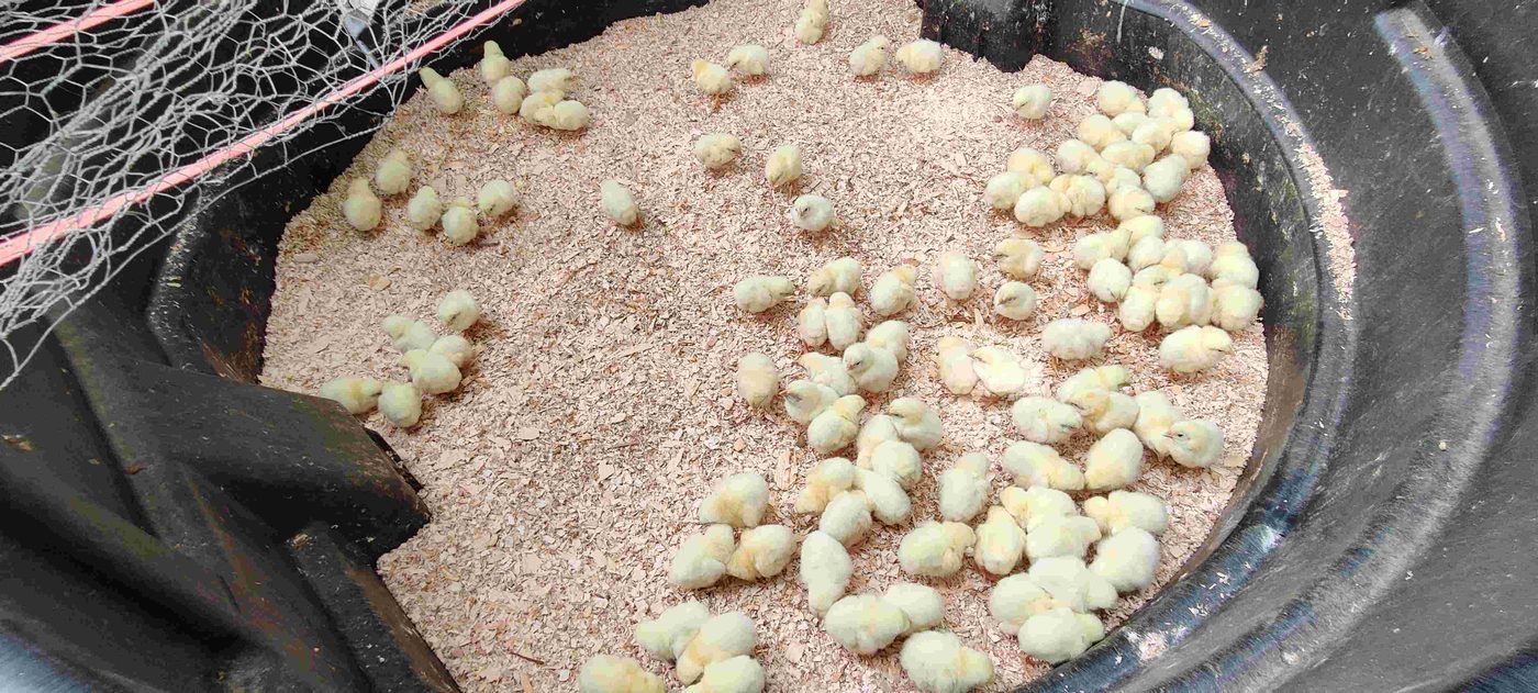 Pastured chicken project photo