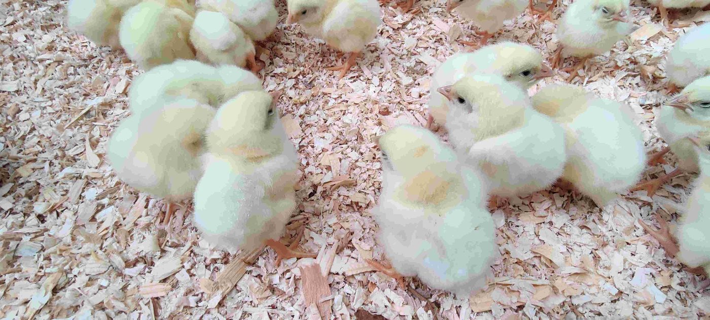 Pastured chicken project photo
