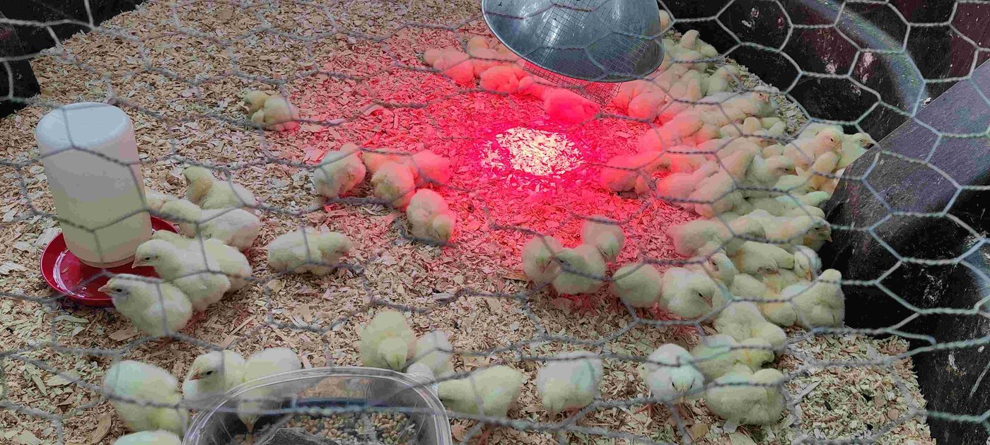 Pastured chicken project photo