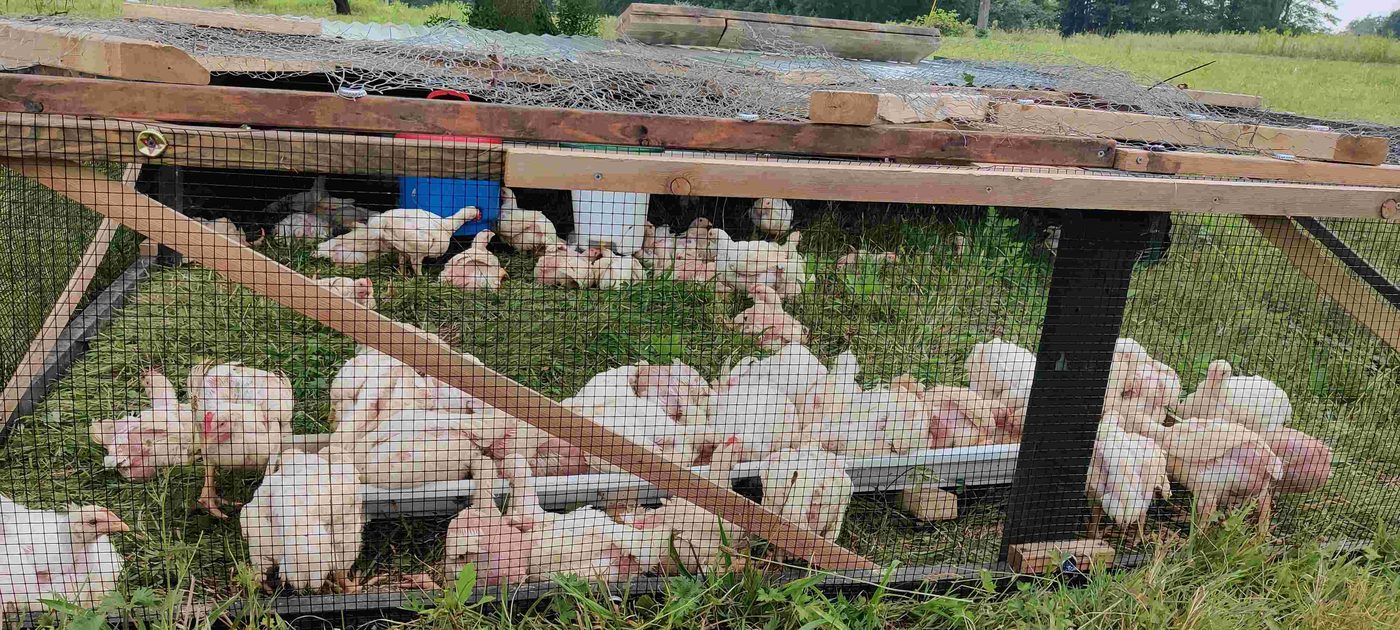 Pastured chicken project photo