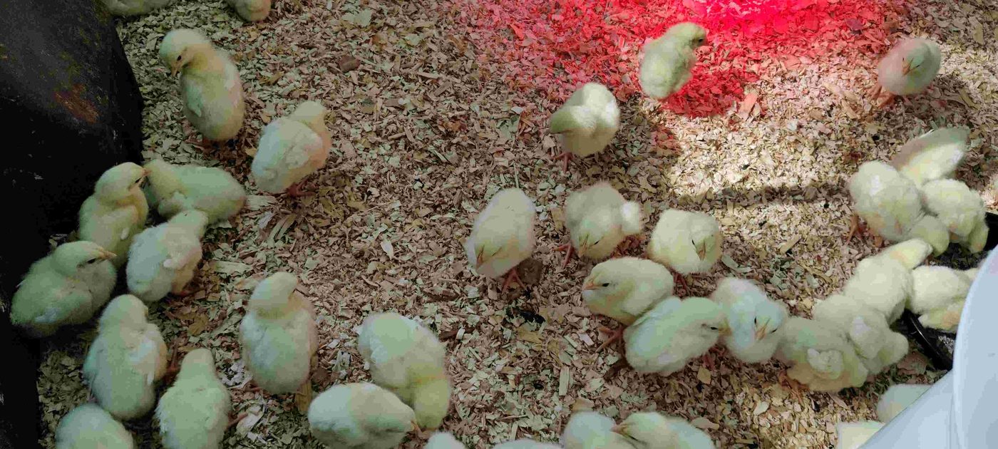 Pastured chicken project photo