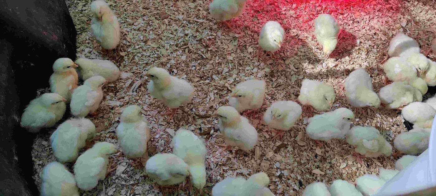 Pastured chicken project photo