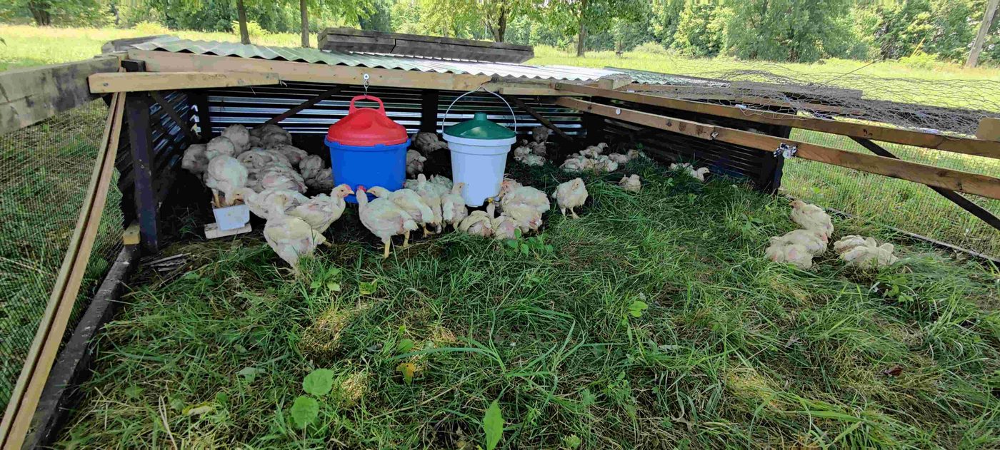 Pastured chicken project photo