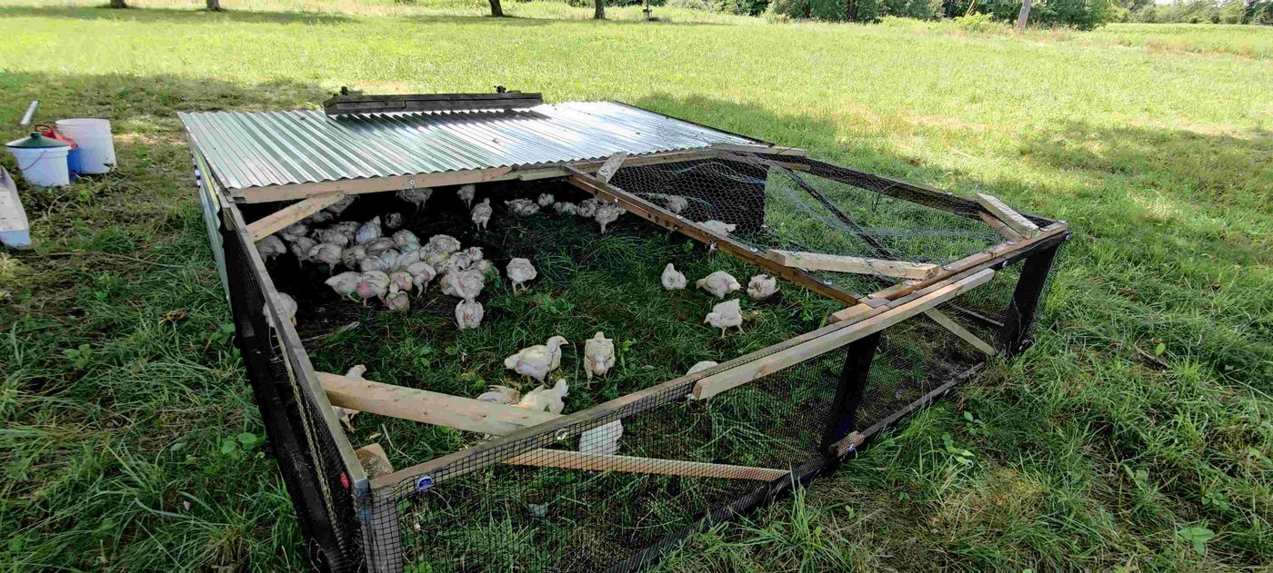 Pastured chicken project photo