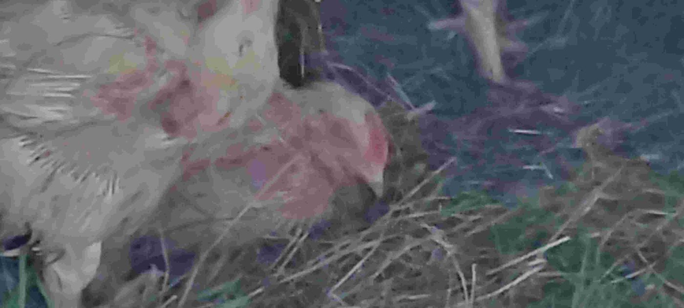 Pastured chicken project photo